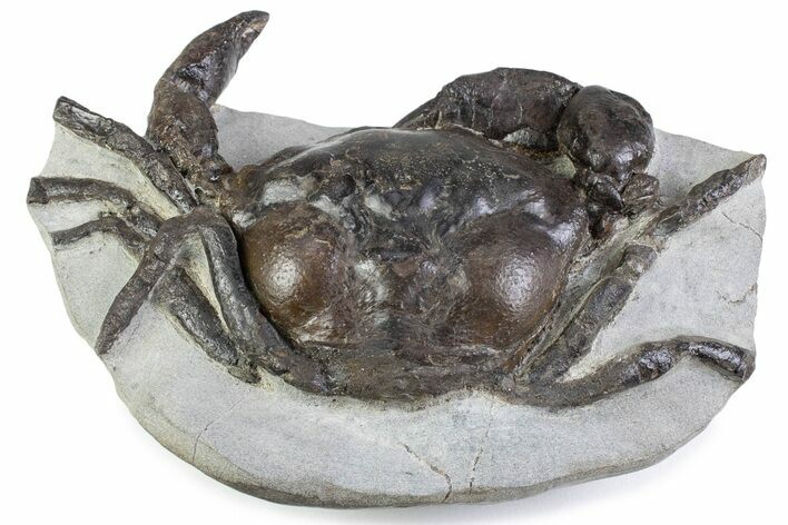 Gorgeous Fossil Crab (Pulalius) - Washington State #375372
